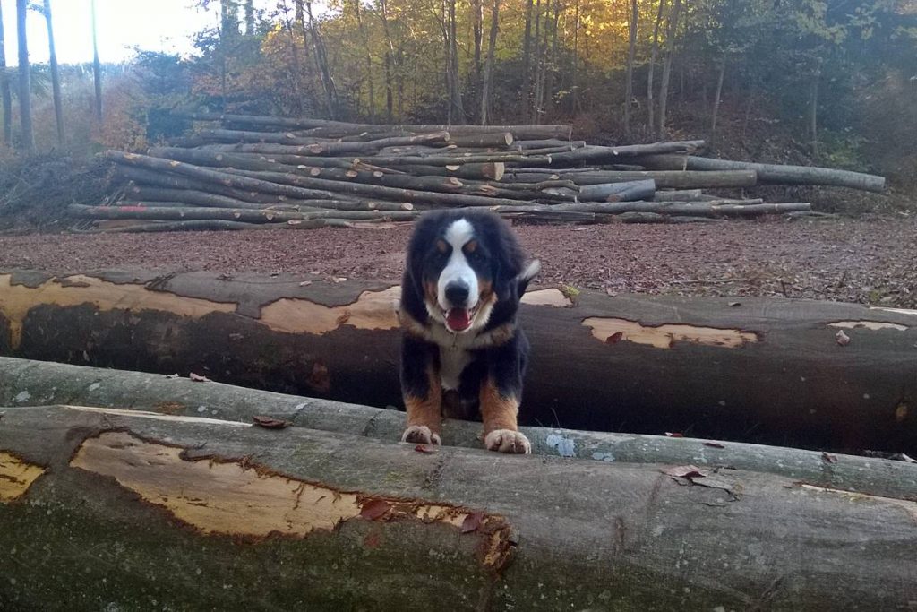 Hund vom Halterhof auf Baumstämmen im Wald